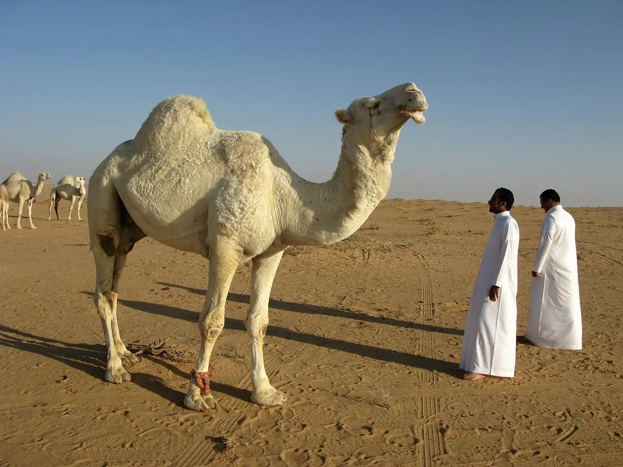 Hvordan er vejret i Saudi-Arabien i uge 29?