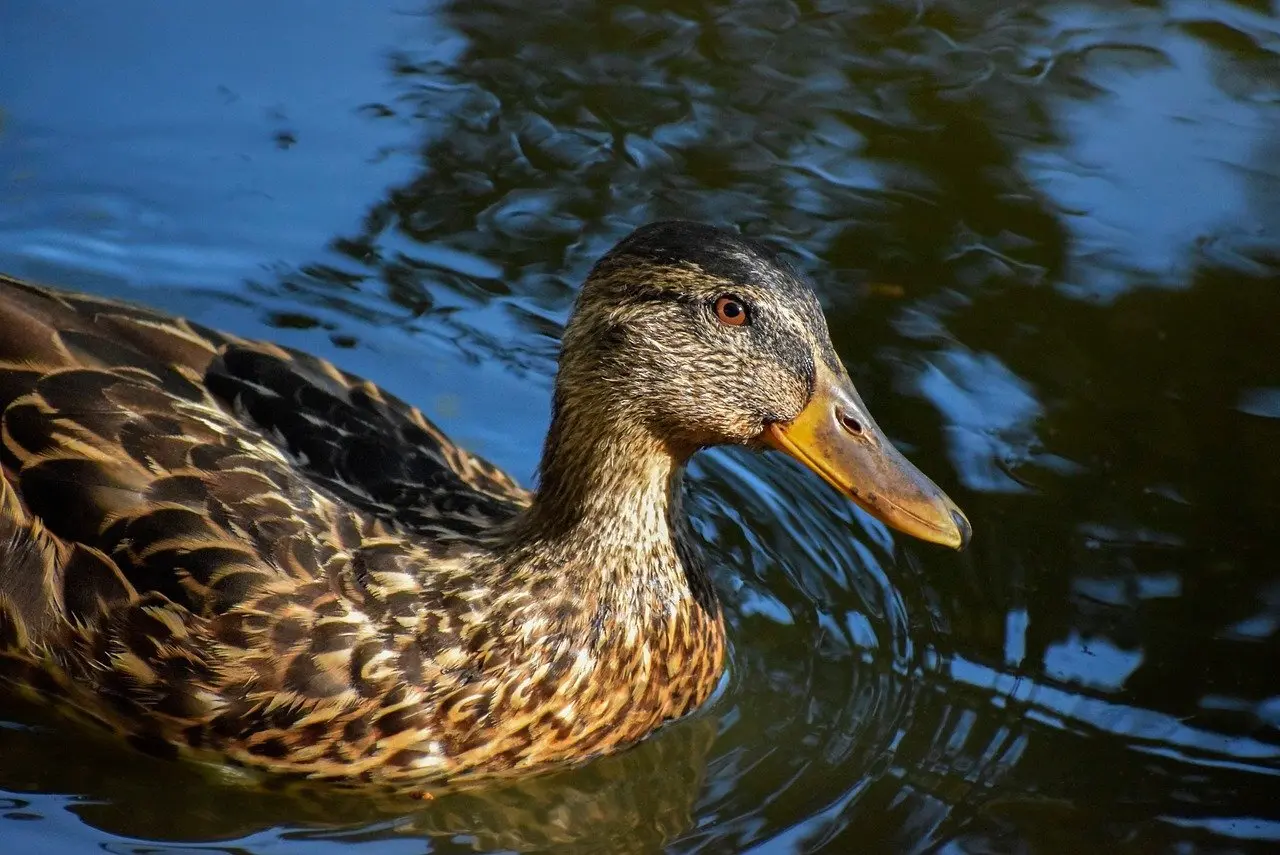 Krydsord svar for Facon