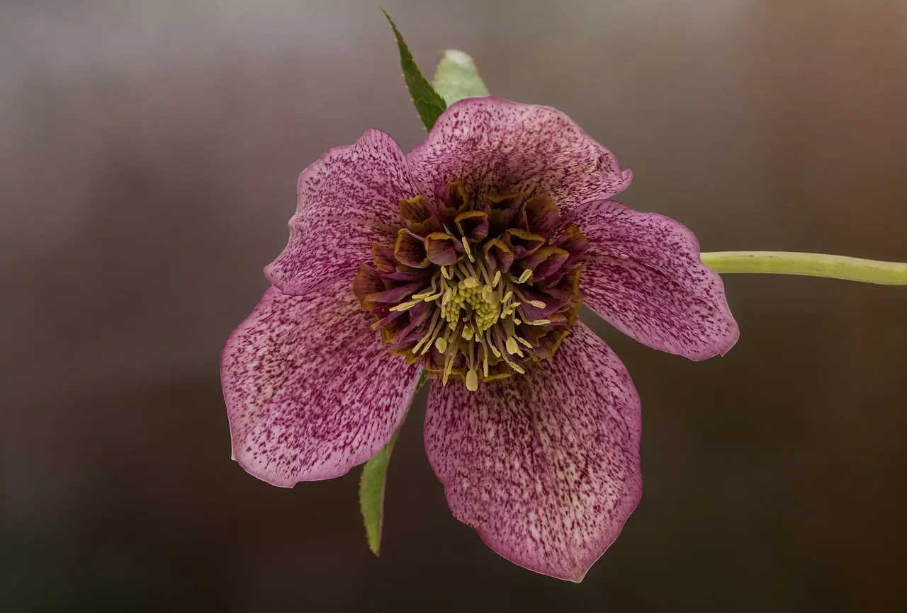 Medvirkende i Billy Elliot