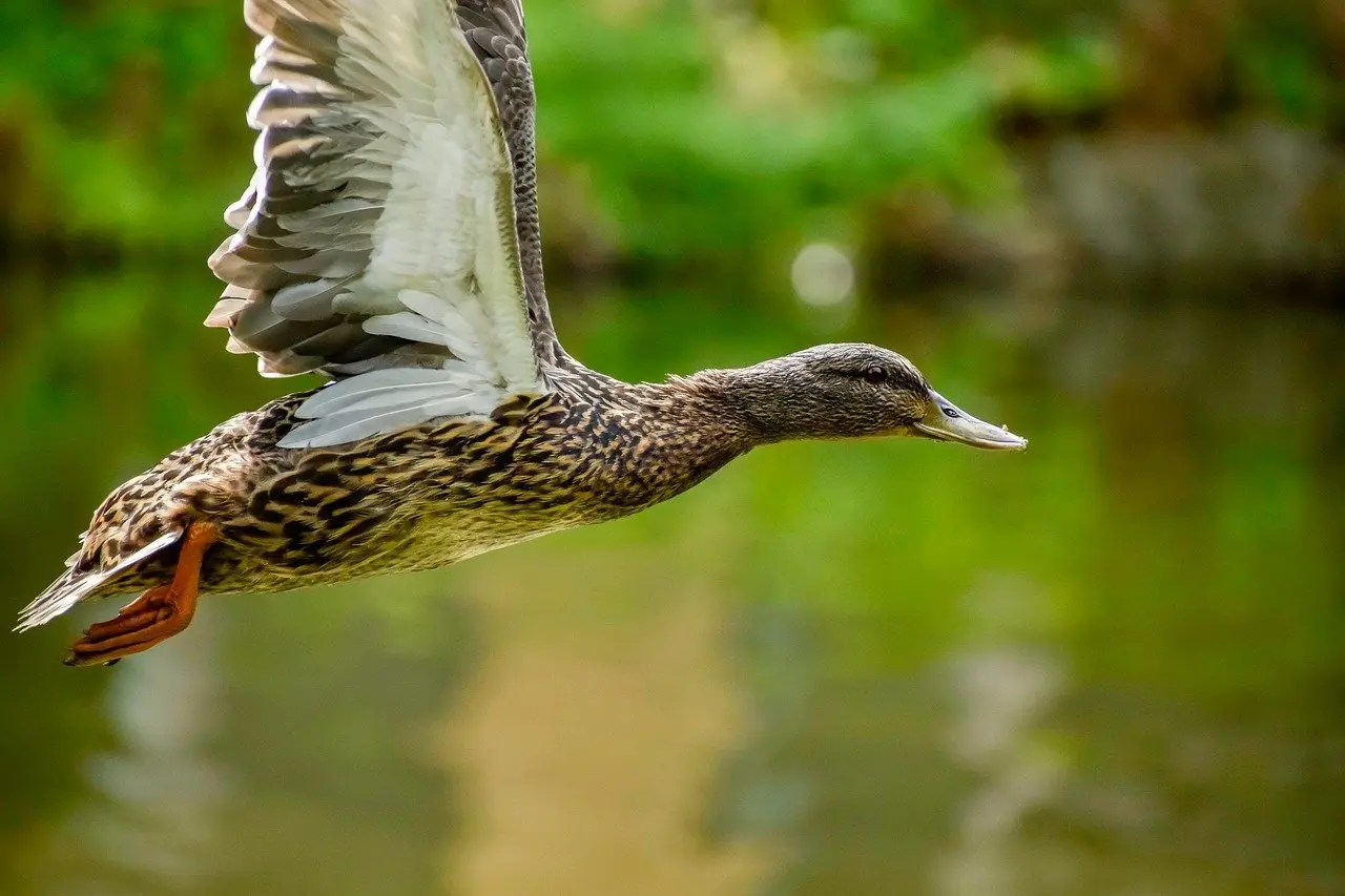 Websted i krydsord ordlister