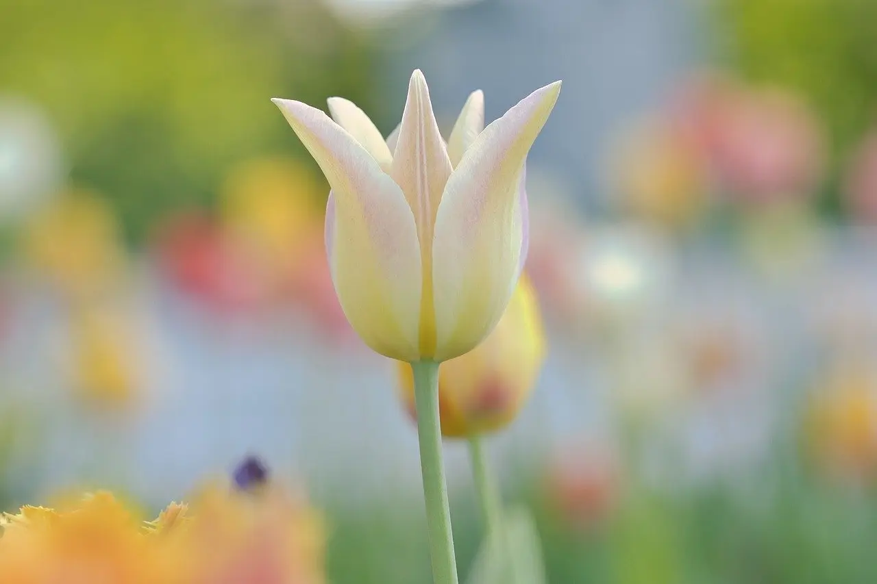 Hvordan er vejret i Saudi-Arabien i april måned?