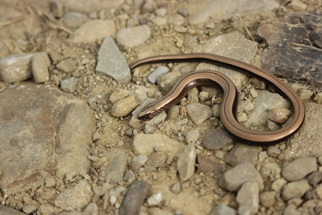 Medvirkende i Normal People