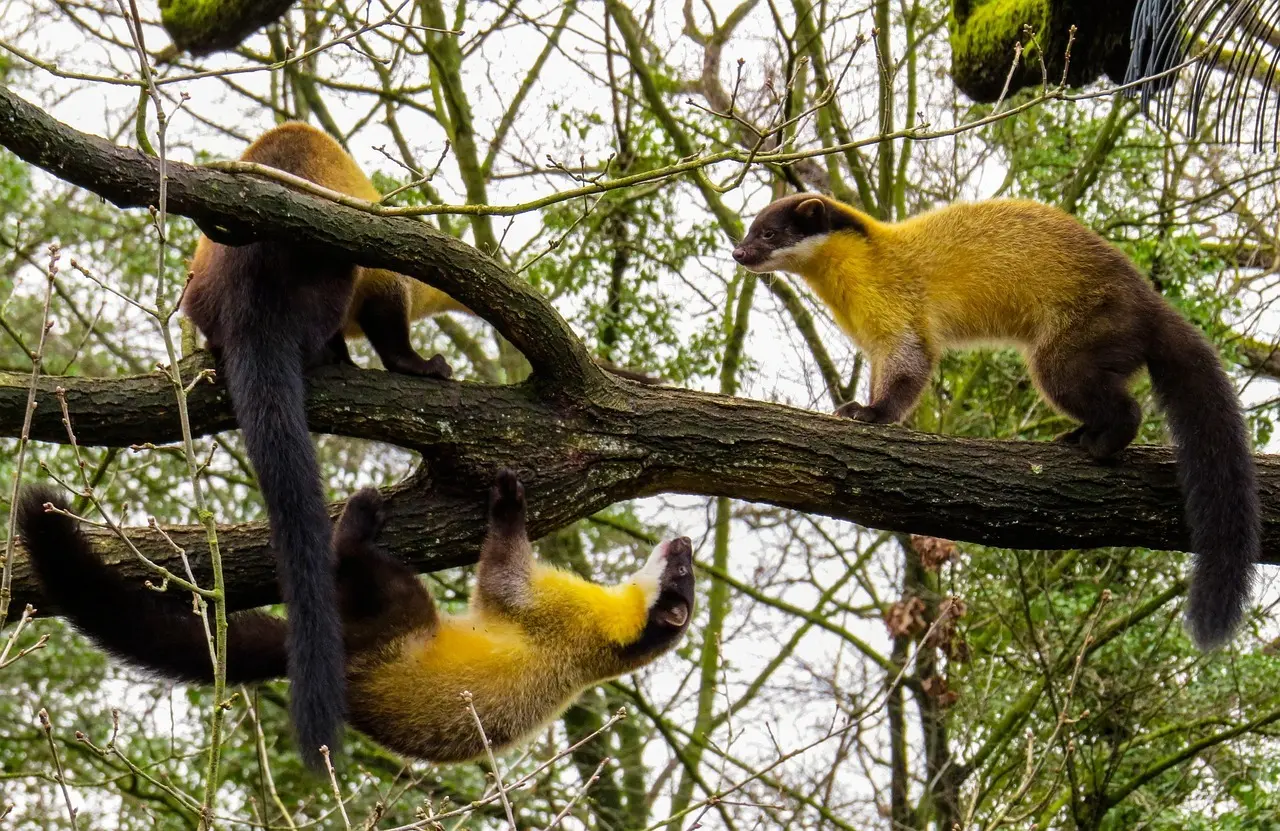Ordliste til Martre krydsord