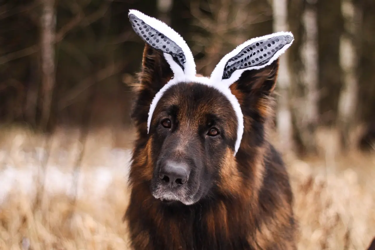 Skal udenlandske kvinder bære abaya?