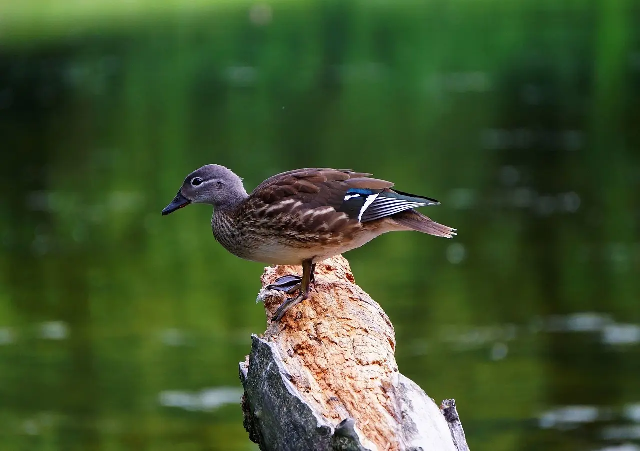 Udjævne i Krydsord hjælp